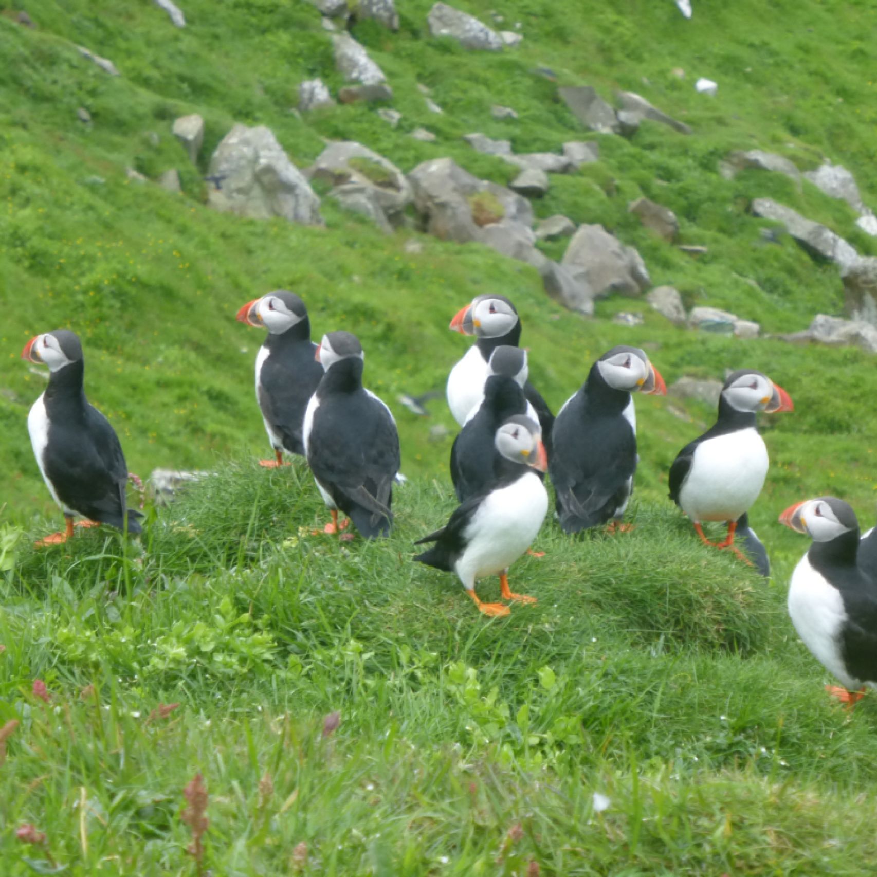 Faroes puffins