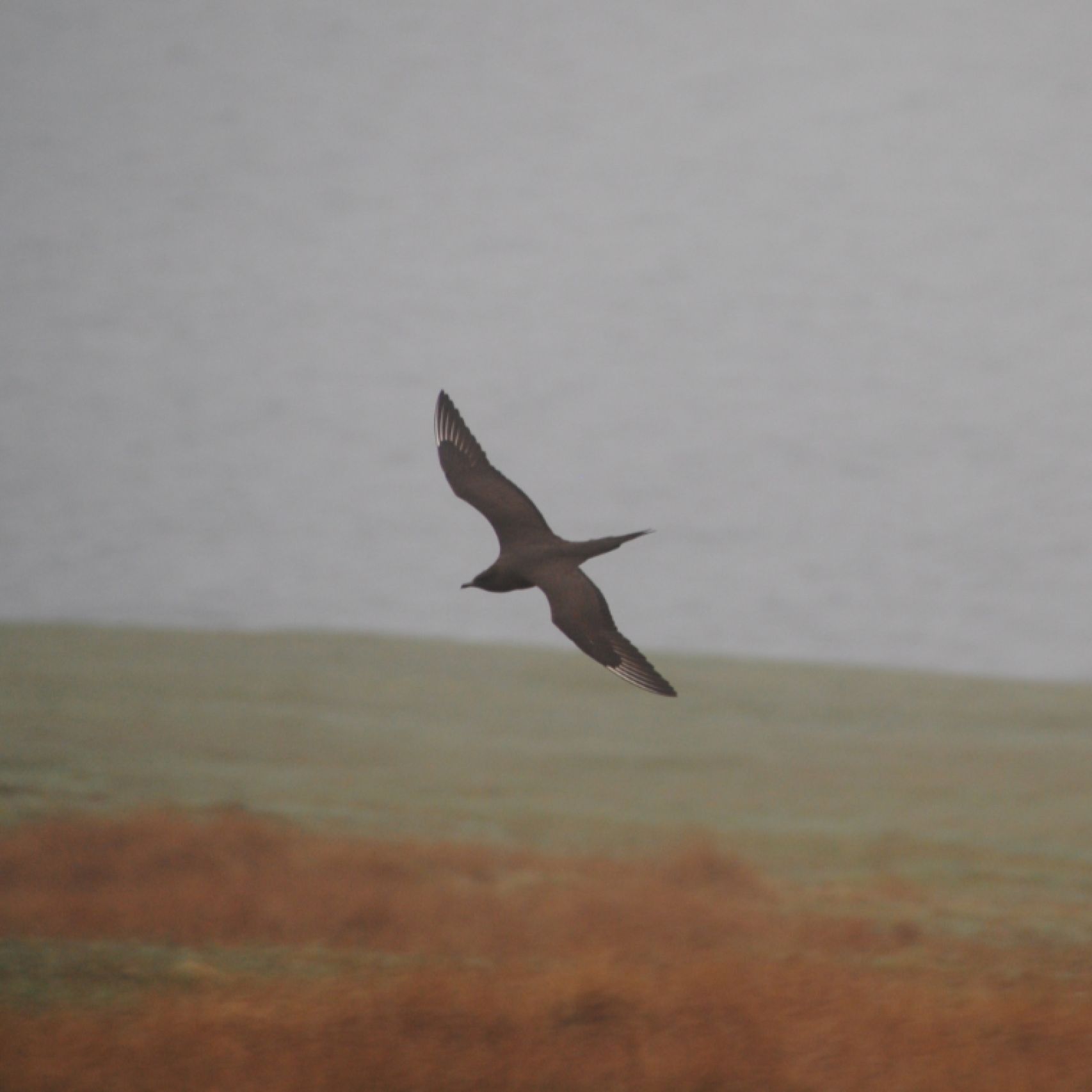 Orkney Arctic skua