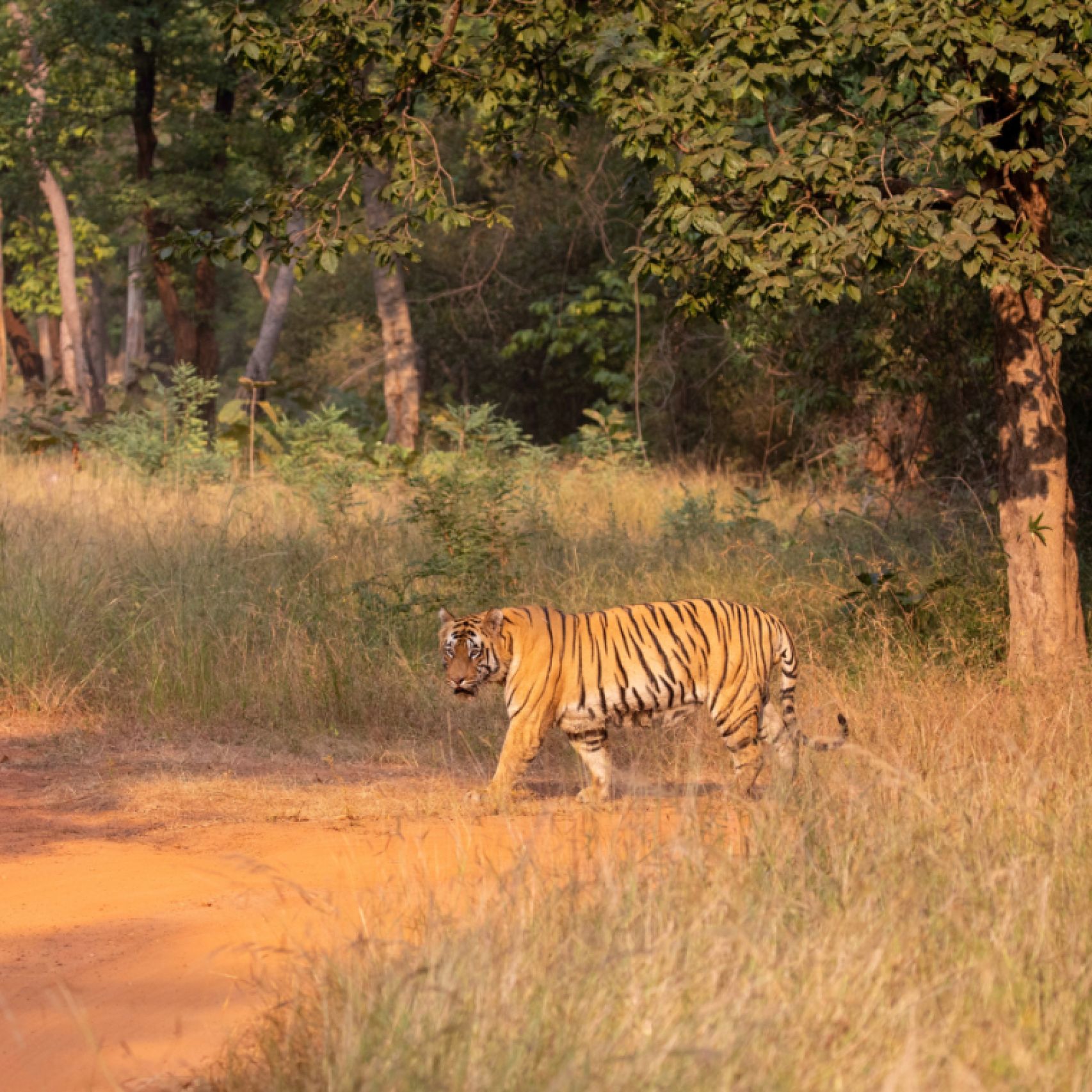 India tiger Tadoba