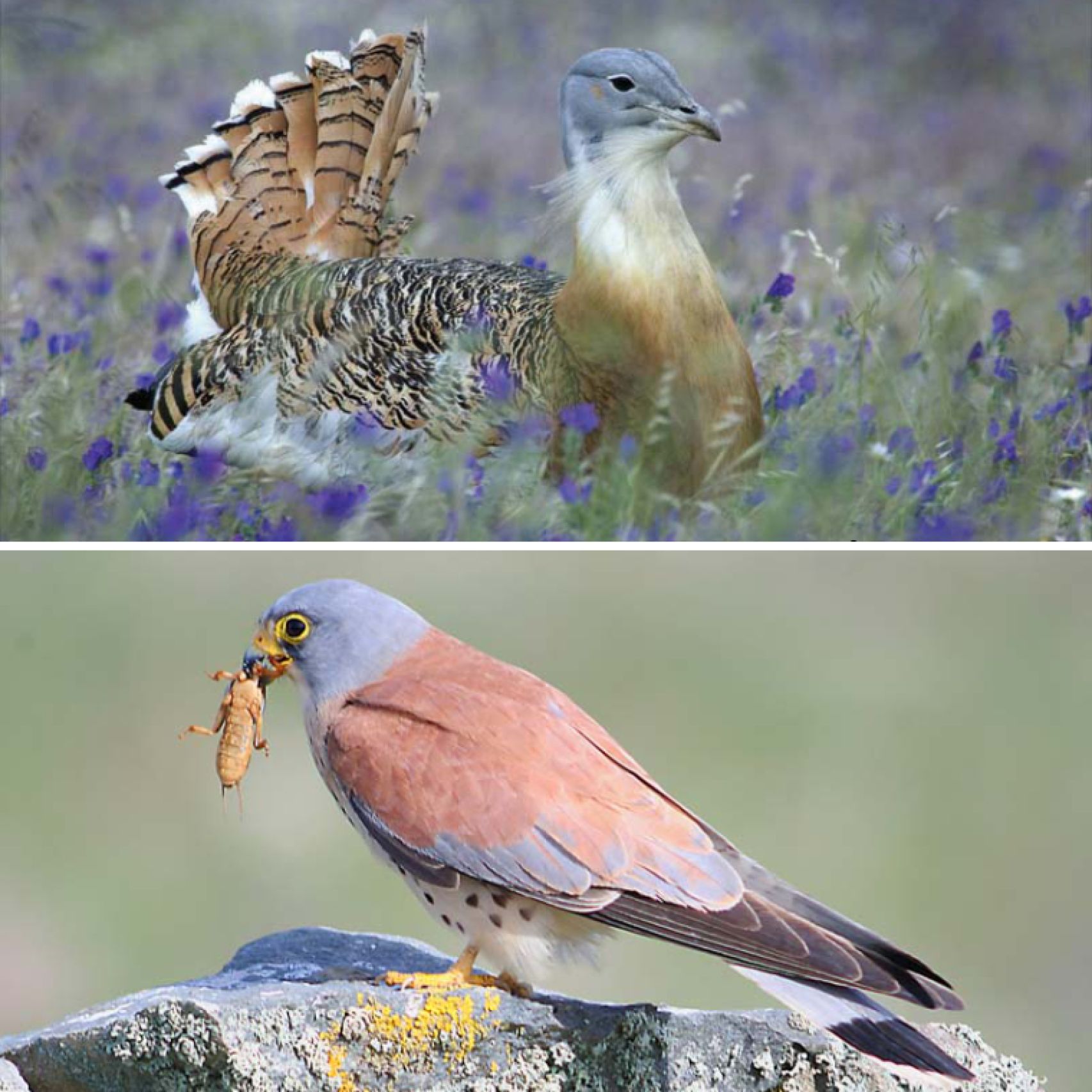 Portugal bustard