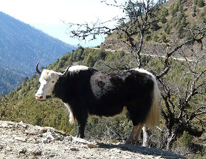 Bhutan yak