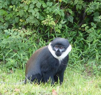 Rwanda monkey