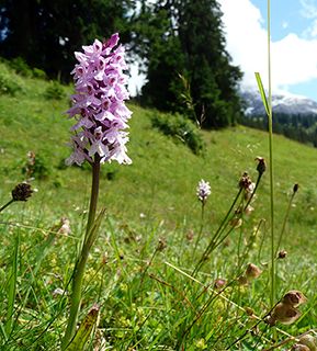 Gstaad orchid