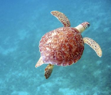 Barbados - turtle