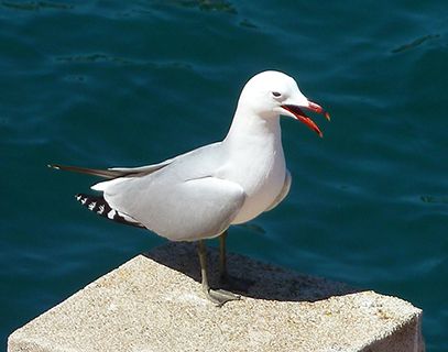 Menorca Audouin gull