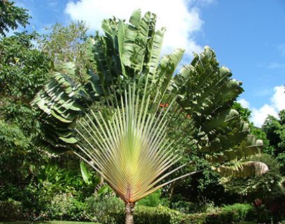 Barbados - Traveller's tree